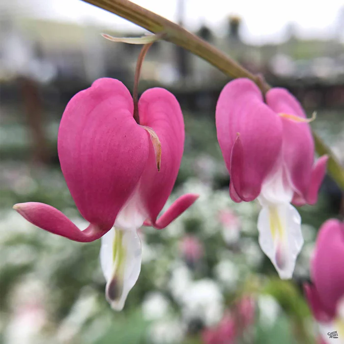 625-bleeding-heart-1.webp Bleeding Heart