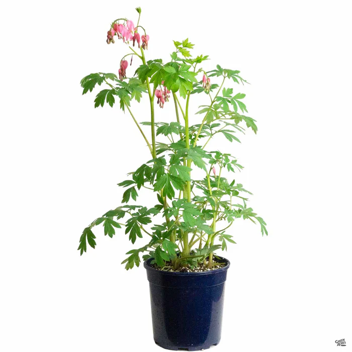 625-bleeding-heart-2.webp Bleeding Heart