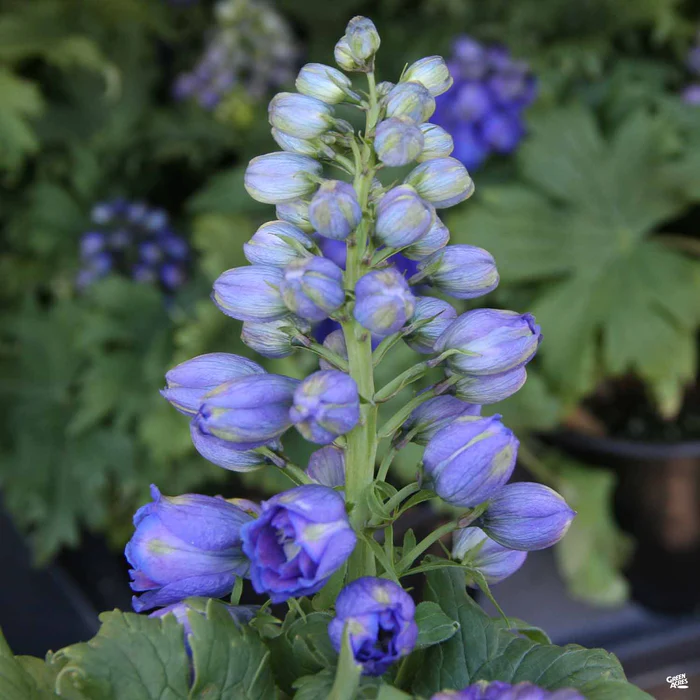 626-delphinium-1.webp Delphinium