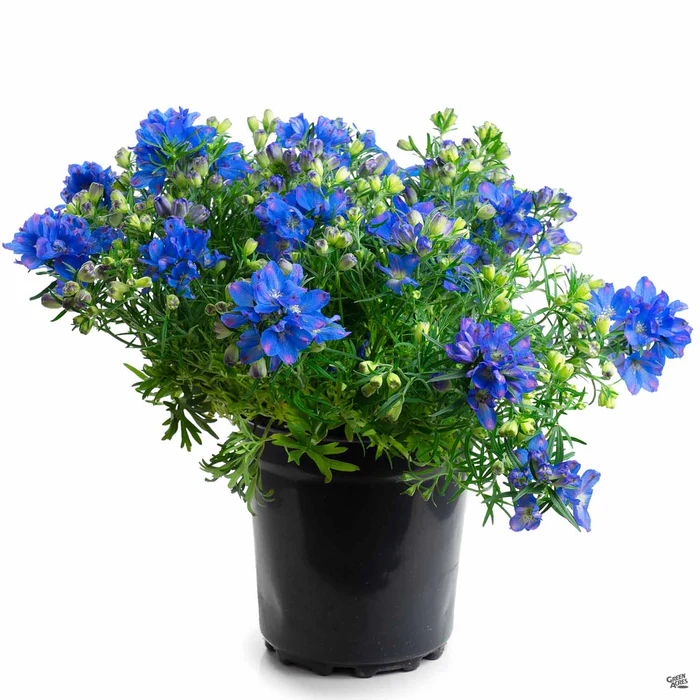 626-delphinium-2.webp Delphinium