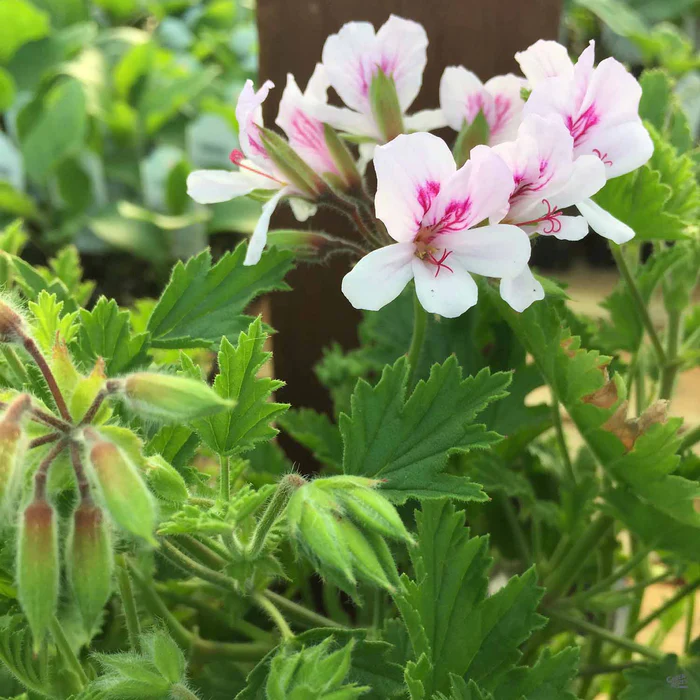 Citronella Geranium