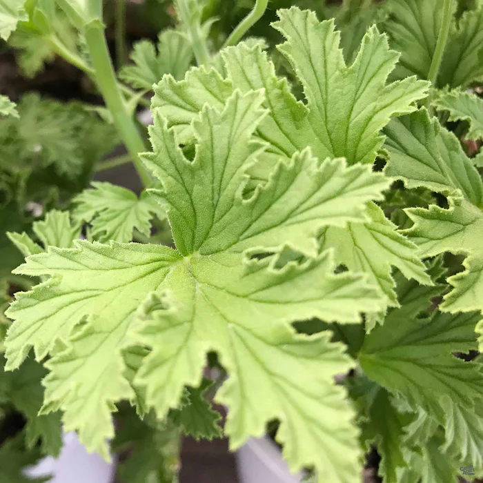 Citronella Geranium