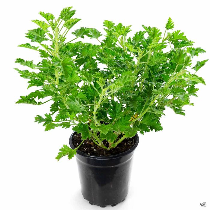 Citronella Geranium