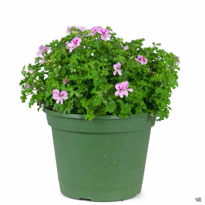 Citronella Geranium