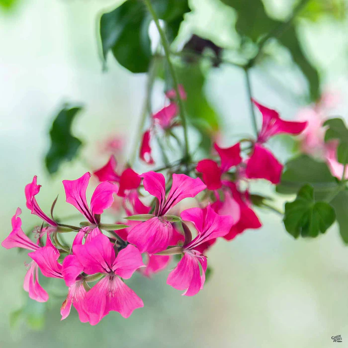 633-ivy-geranium-1.webp Ivy Geranium