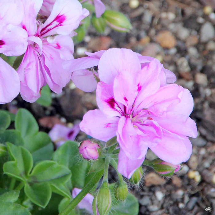 633-ivy-geranium-2.webp Ivy Geranium