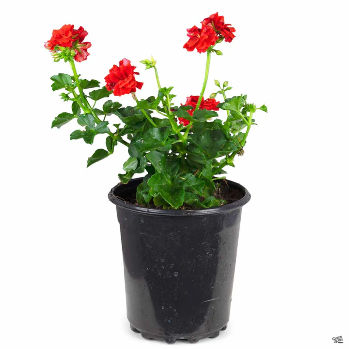 633-ivy-geranium-3.webp Ivy Geranium