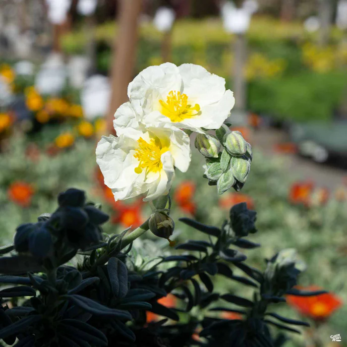 636-sunrose-1.webp Sunrose
