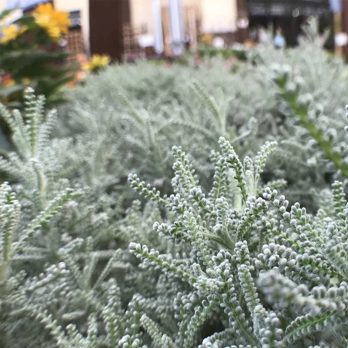 Lavender Cotton