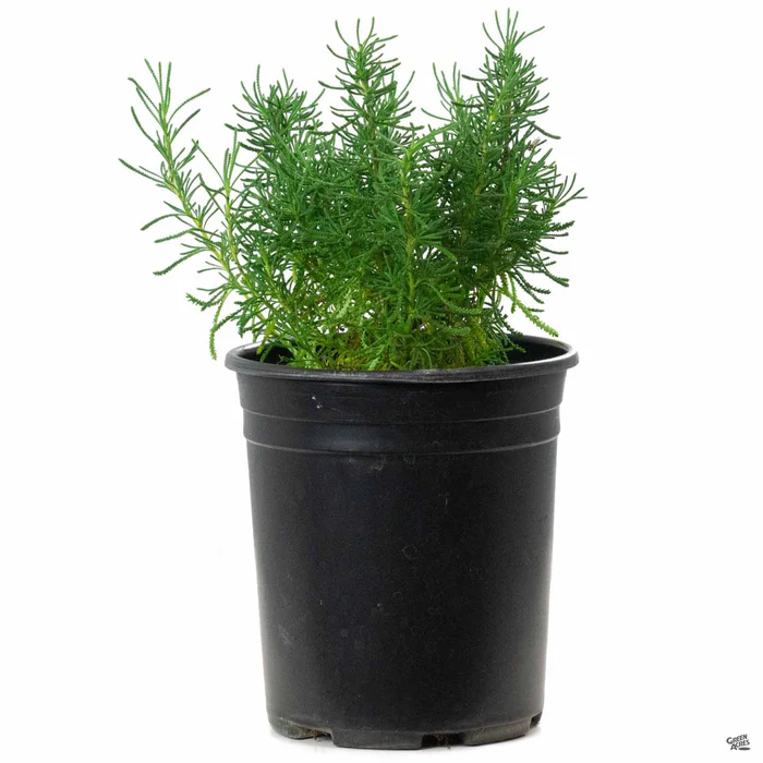 639-green-santolina-2.webp Green Santolina