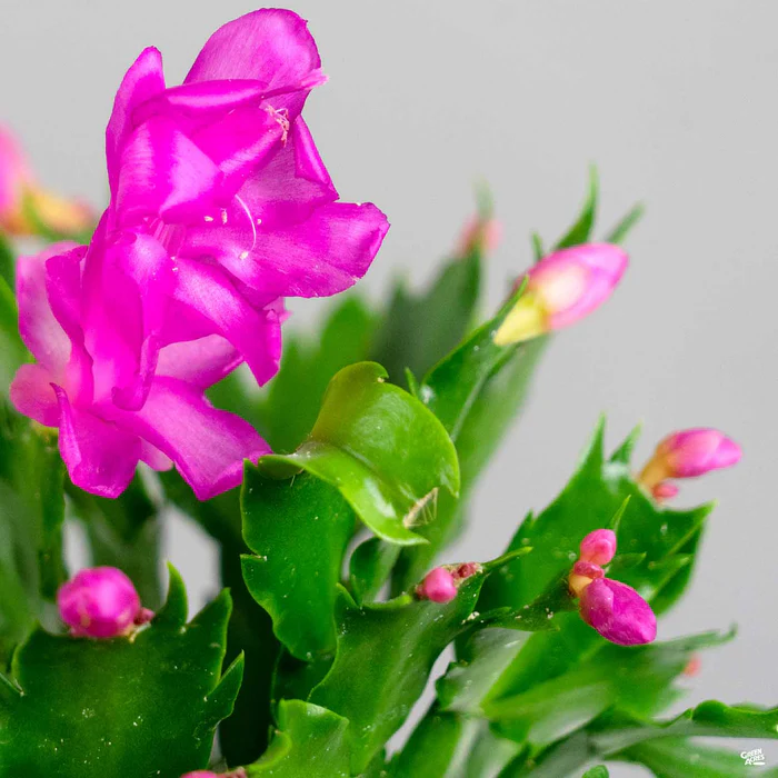 Holiday Cactus