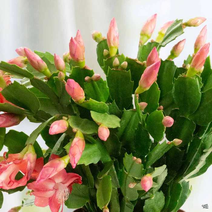 Holiday Cactus