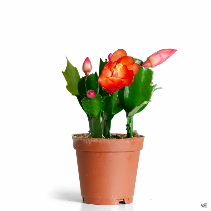 Holiday Cactus