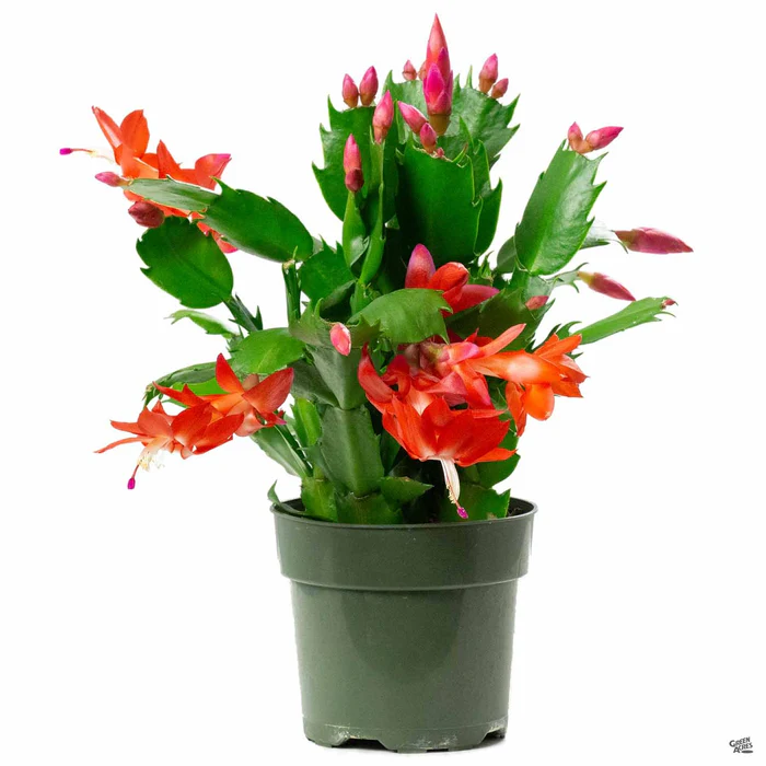 Holiday Cactus