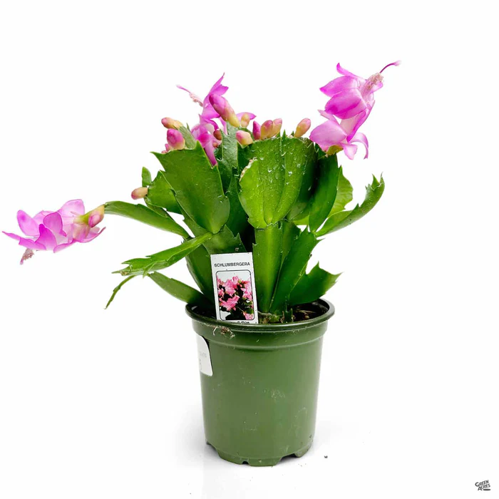 Holiday Cactus