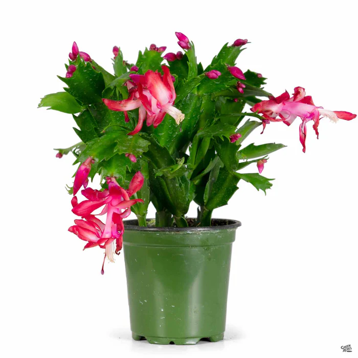 Holiday Cactus
