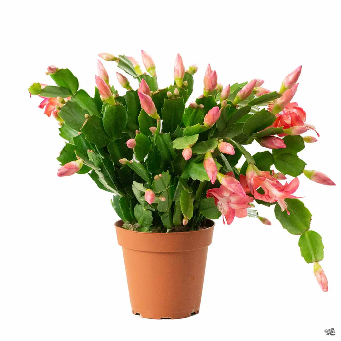 Holiday Cactus
