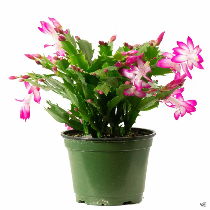 Holiday Cactus