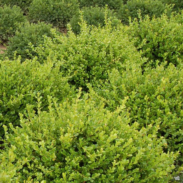 Japanese Boxwood 'Winter Gem'