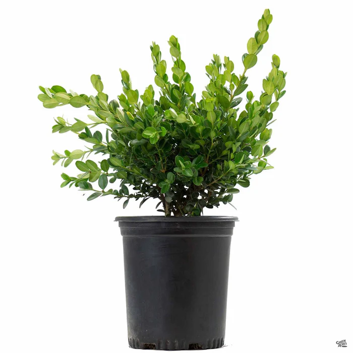 Japanese Boxwood 'Winter Gem'