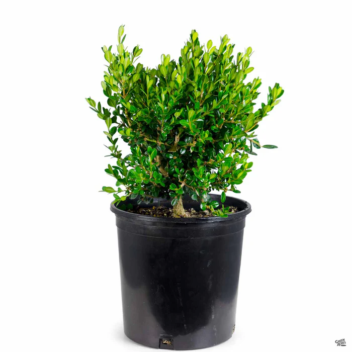 Japanese Boxwood 'Winter Gem'