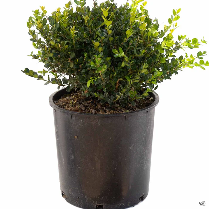 Japanese Boxwood 'Winter Gem'