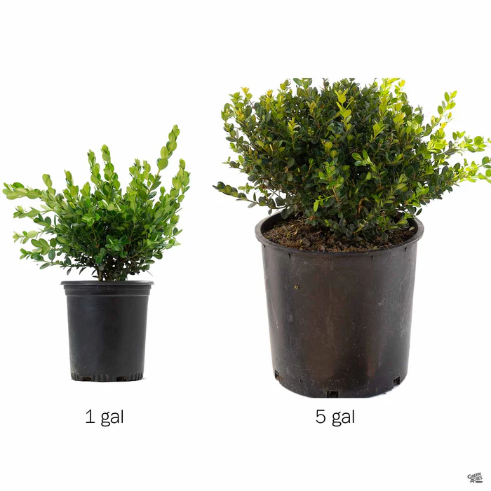 Japanese Boxwood 'Winter Gem'