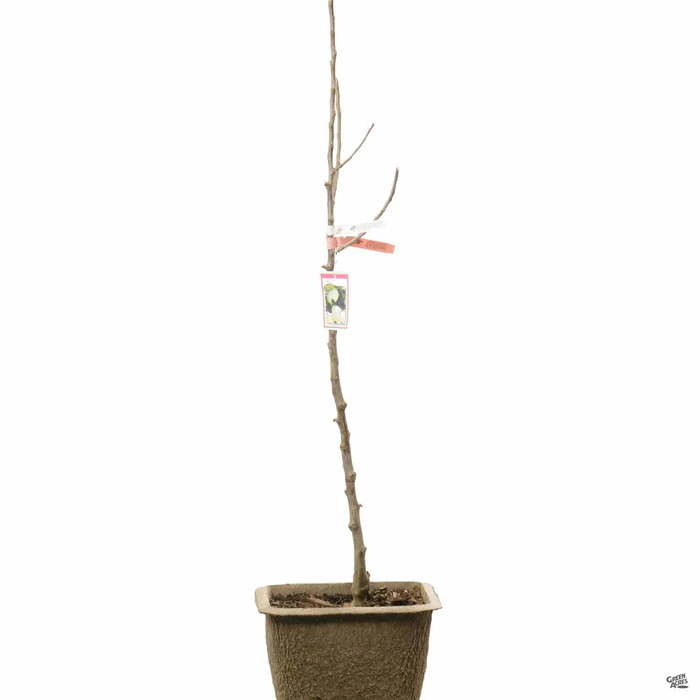 651-apple-ghost-bareroot-2.webp Apple 'Ghost' Bareroot
