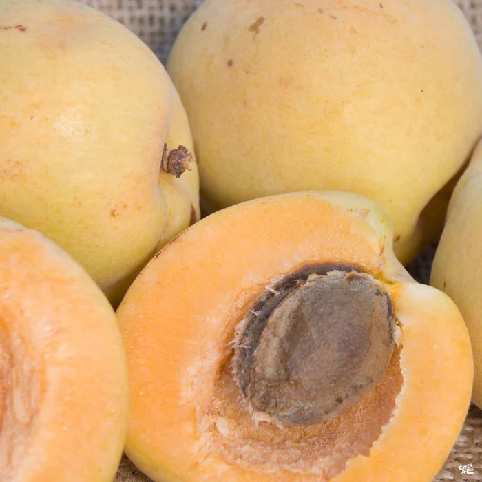 657-apricot-autumn-glo-1.webp Apricot 'Autumn Glo'