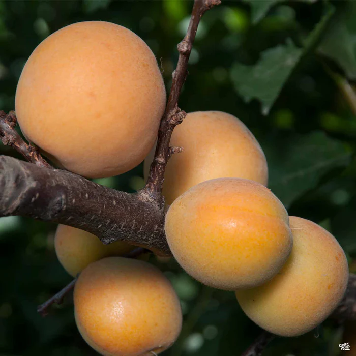 658-apricot-blenheim-1.webp Apricot 'Blenheim'