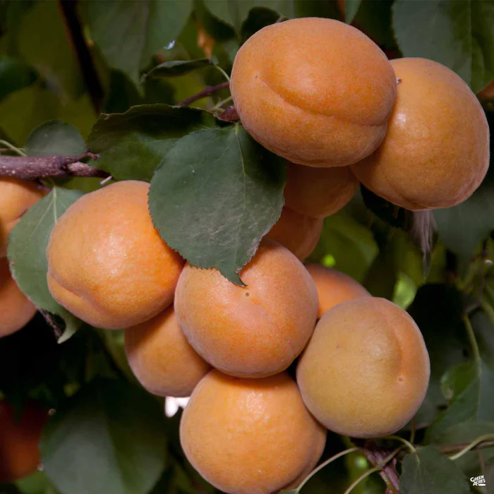 Apricot 'Brittany Gold' Bareroot
