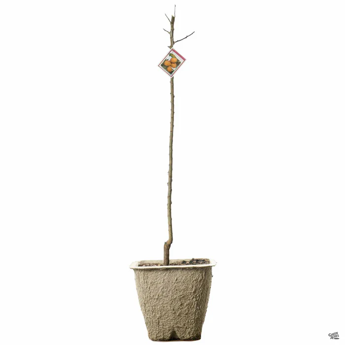 Apricot 'Brittany Gold' Bareroot