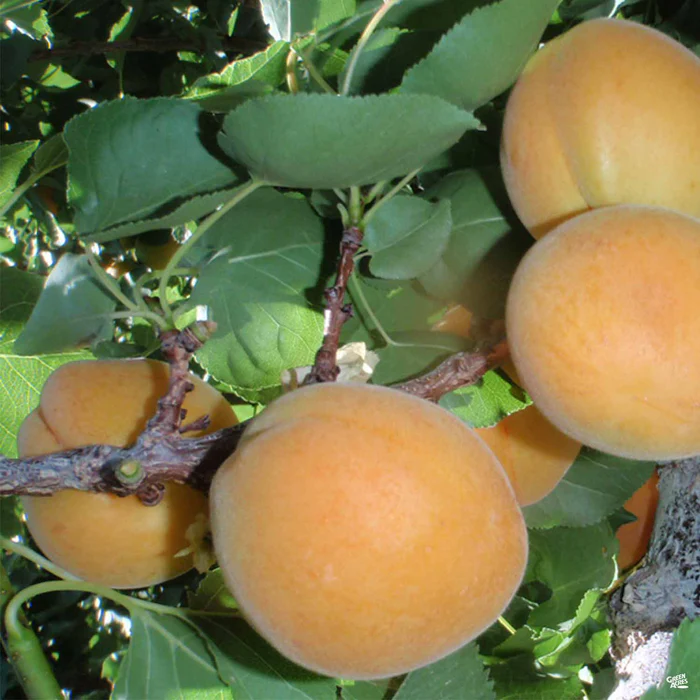 661-apricot-moorpark-1.webp Apricot 'Moorpark'