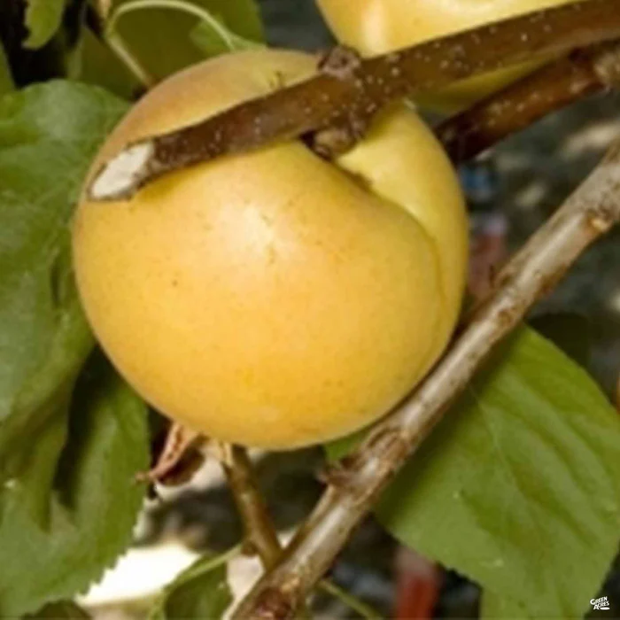 664-cot-n-candy-white-aprium-interspecific-apricot-1.webp Cot-N-Candy White Aprium Interspecific Apricot