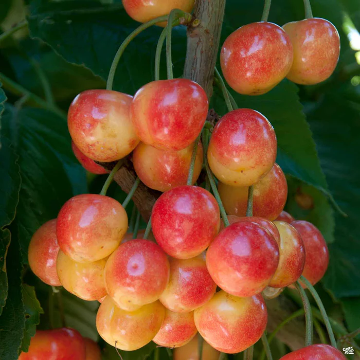 673-cherry-royal-rainier-1.webp Cherry 'Royal Rainier'