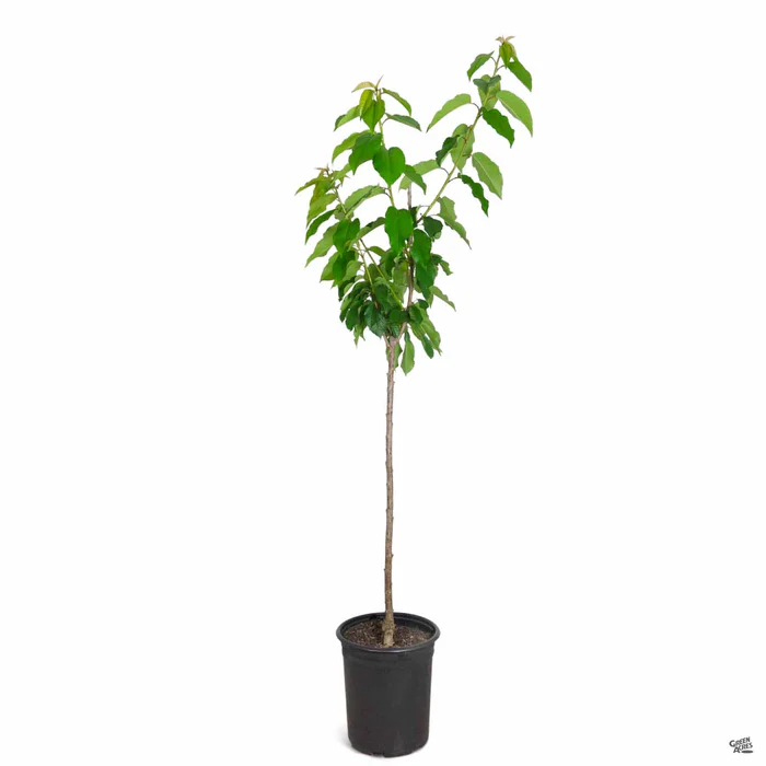 673-cherry-royal-rainier-2.webp Cherry 'Royal Rainier'