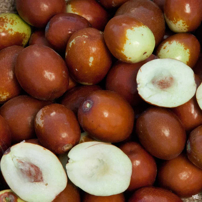 Jujube 'Sugar Cane' Bareroot
