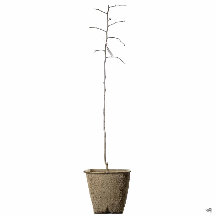 Jujube 'Sugar Cane' Bareroot