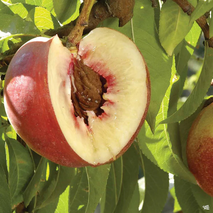 677-nectarine-arctic-jay-bareroot-1.webp Nectarine 'Arctic Jay' Bareroot