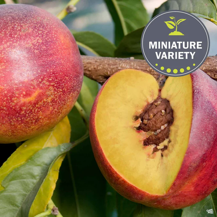 681-nectarine-garden-delight-miniature-1.webp Nectarine 'Garden Delight', Miniature