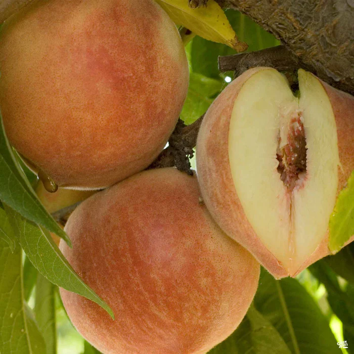 685-peach-babcock-1.webp Peach 'Babcock'