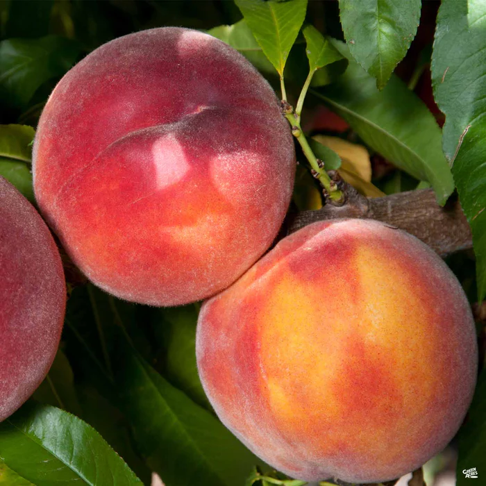 688-peach-eva-s-pride-1.webp Peach 'Eva's Pride'