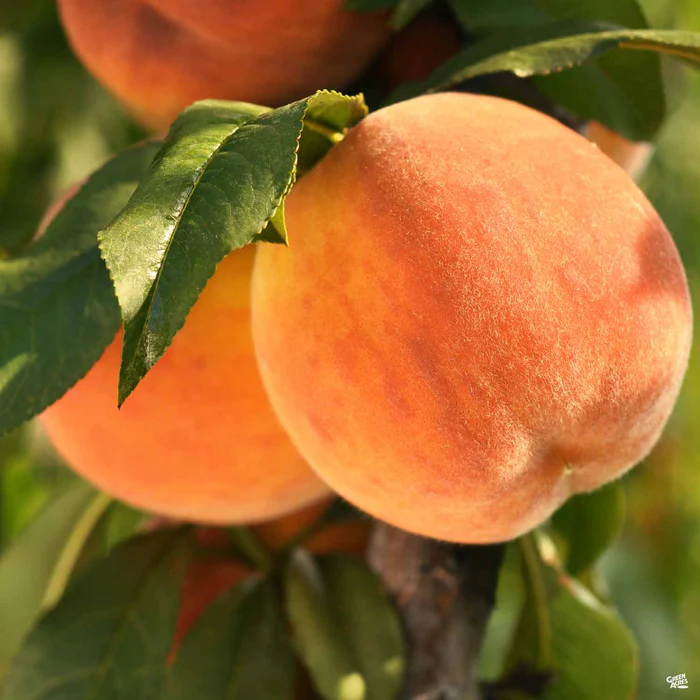 689-peach-fay-late-elberta-1.webp Peach 'Fay (Late) Elberta'