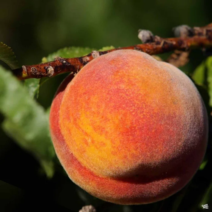 691-peach-gold-dust-bareroot-1.webp Peach 'Gold Dust' Bareroot