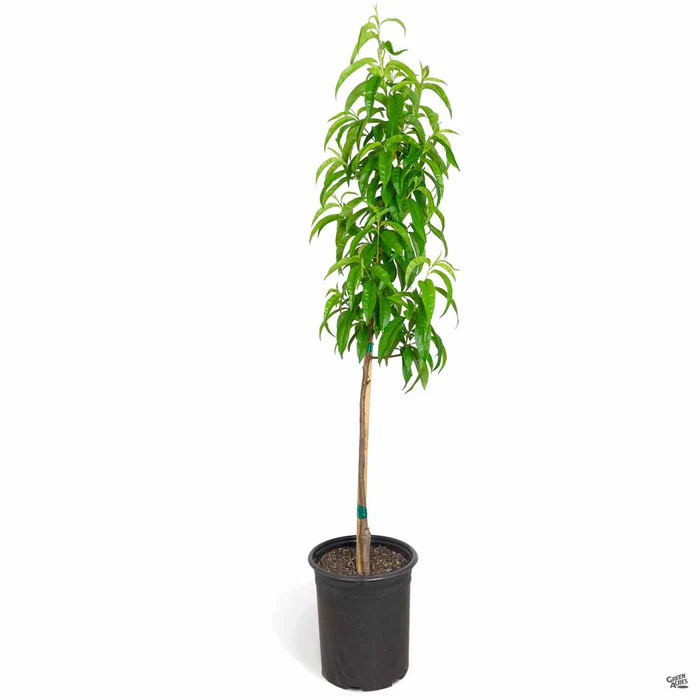 692-peach-o-henry-2.webp Peach 'O'Henry'