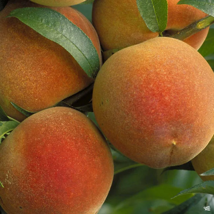 Peach 'Red Baron'