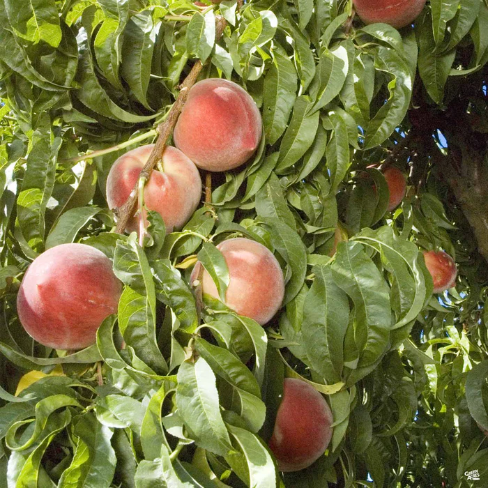 695-peach-snow-beauty-1.webp Peach 'Snow Beauty'