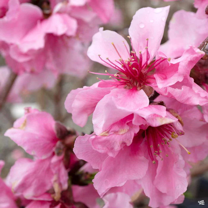 695-peach-snow-beauty-2.webp Peach 'Snow Beauty'
