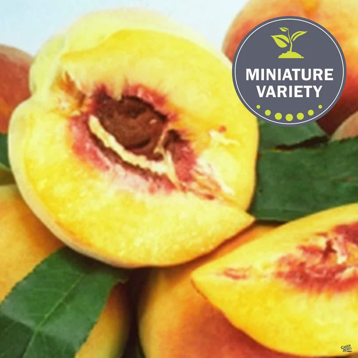697-peach-garden-gold-miniature-bareroot-1.webp Peach 'Garden Gold', Miniature Bareroot
