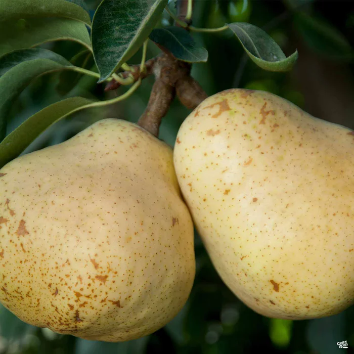 699-pear-bartlett-1.webp Pear 'Bartlett'